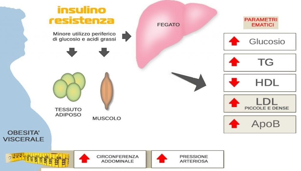 INSULINO RESISTENZA - STUDIO DOTT CARRARA - NUTRIZIONISTA E DIETE - CAVENAGO DI BRIANZA E RHO